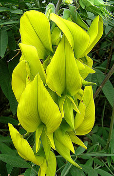 Image of <i>Crotalaria laburnifolia</i> L.