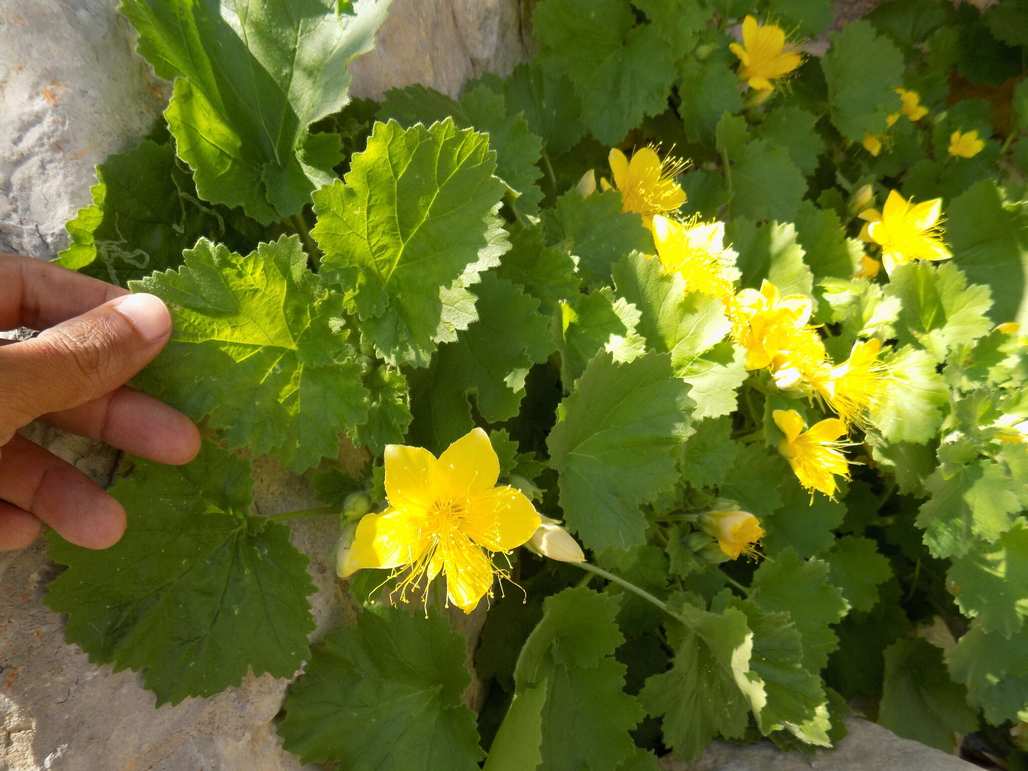 Image of yellow stingbush