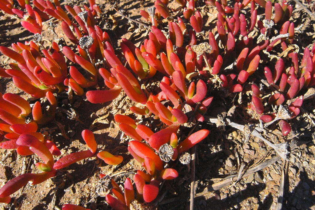 Image of Malephora uitenhagensis (L. Bol.) Jacobsen & Schwant.