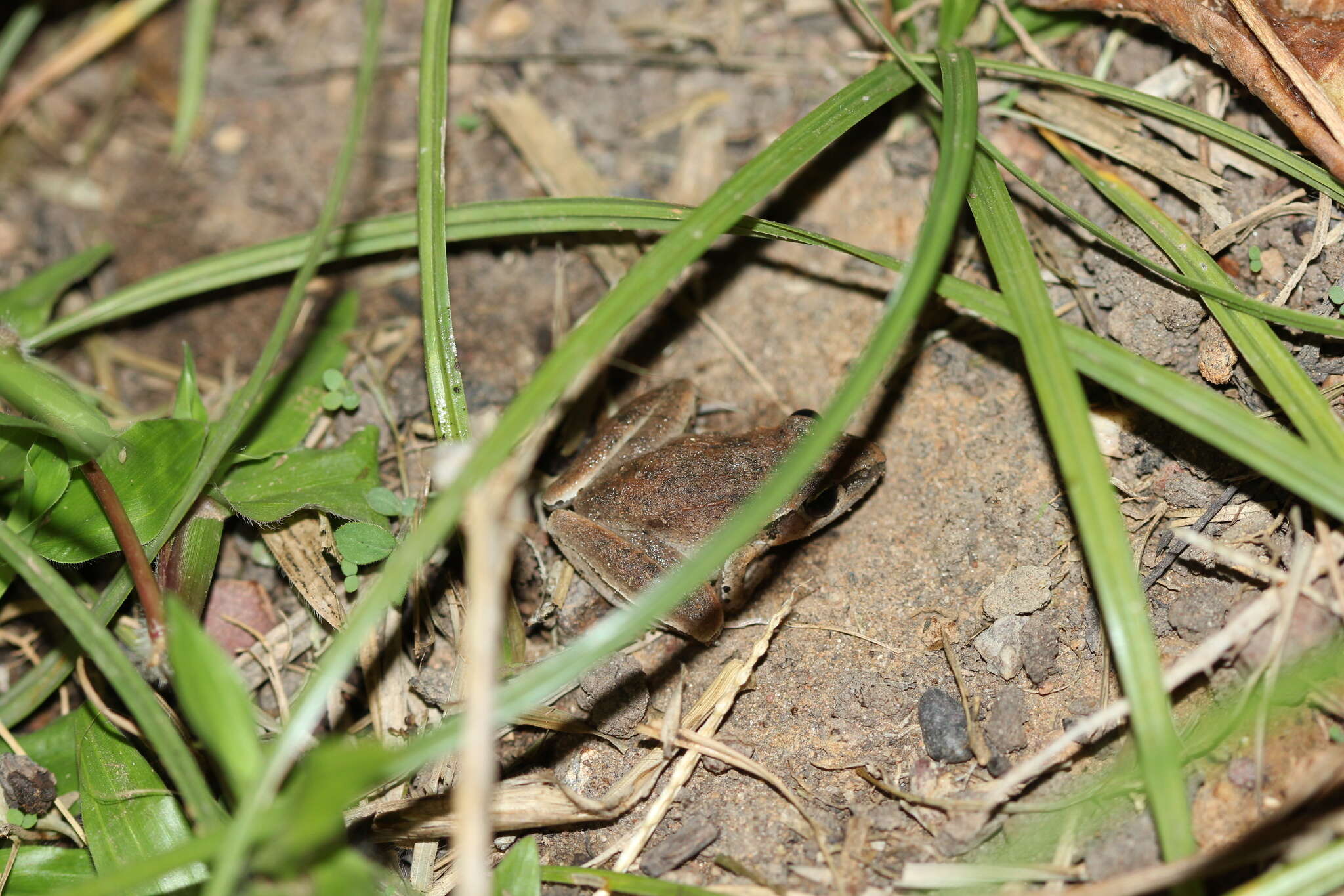 Image of Tornier’s Frog