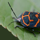 Image de <i>Poecilocoris lewisi</i>