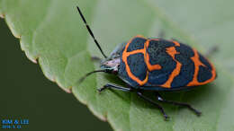 Image de <i>Poecilocoris lewisi</i>