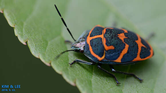 Image of <i>Poecilocoris lewisi</i>