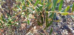 Image of Grevillea aspera R. Br.