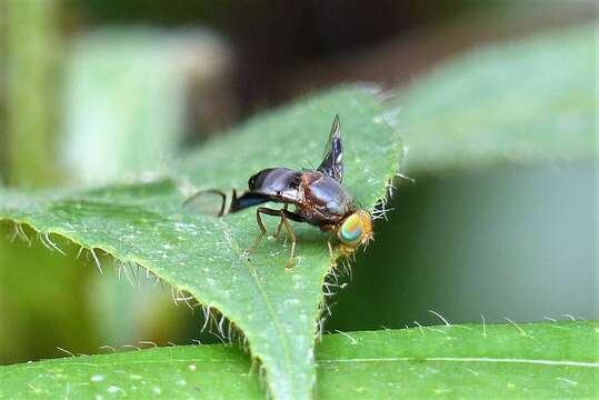 Image of Philophylla ravida (Hardy 1973)