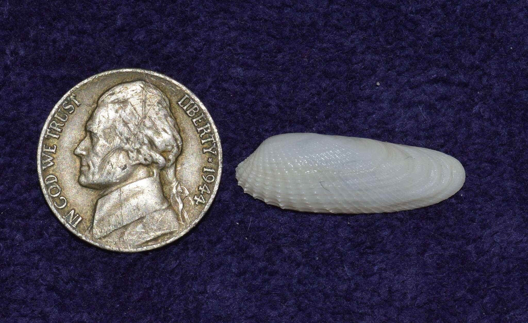 Image of Petricolaria Stoliczka 1870
