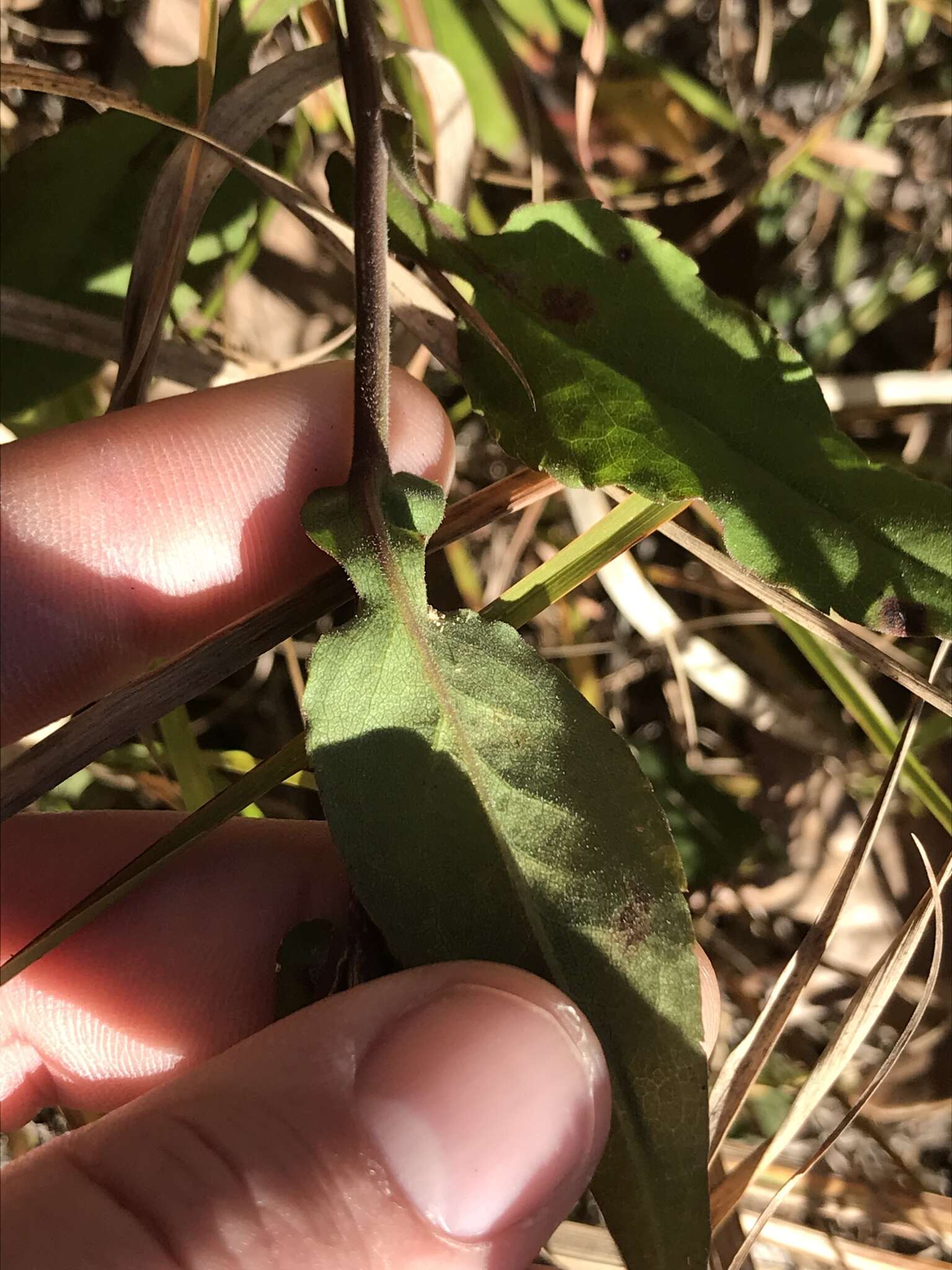 Image of wavyleaf aster