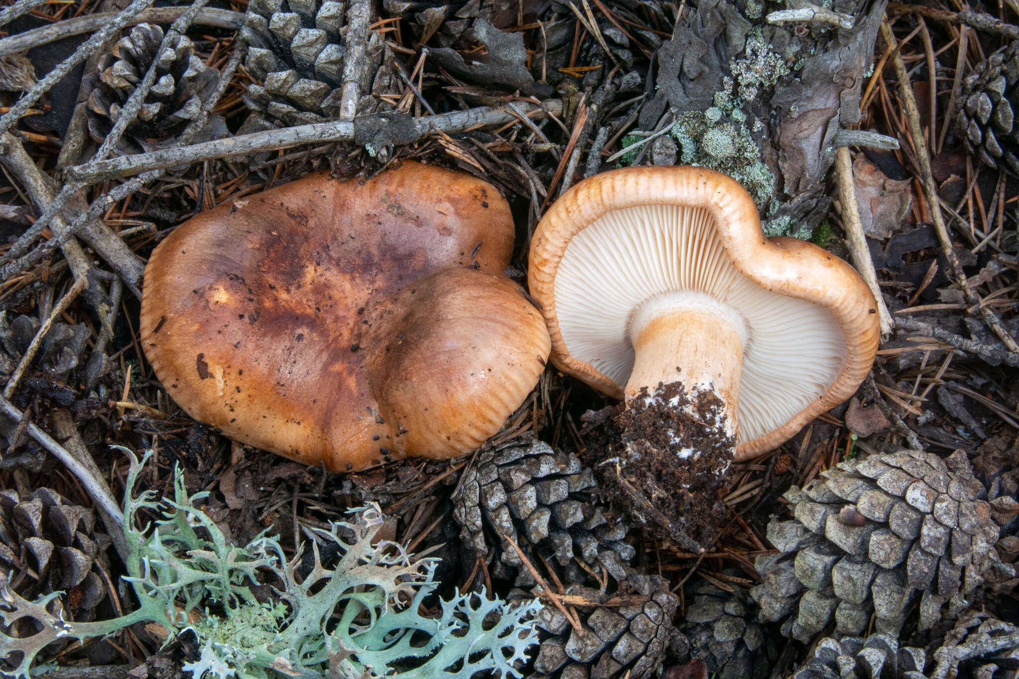 Imagem de Tricholoma stans (Fr.) Sacc. 1887