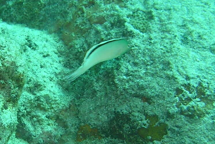 Image of Disco Blenny