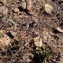 Image of Eriogonum scalare S. Wats.