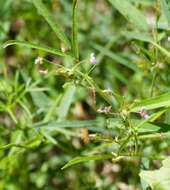 Image of Rose's ticktrefoil