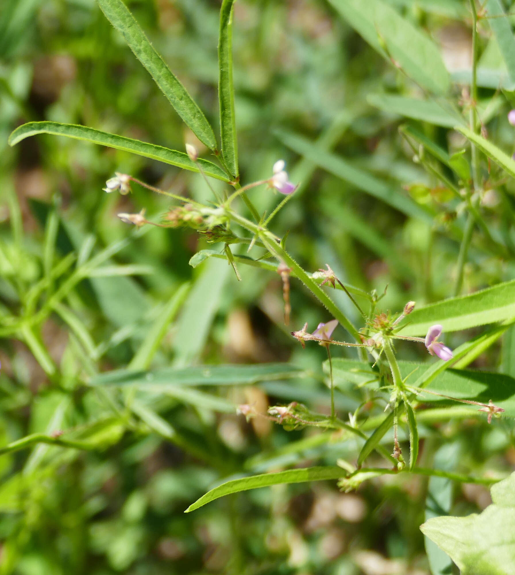 Image of Rose's ticktrefoil