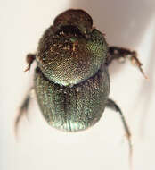 Image of Onthophagus aeruginosus Roth 1851