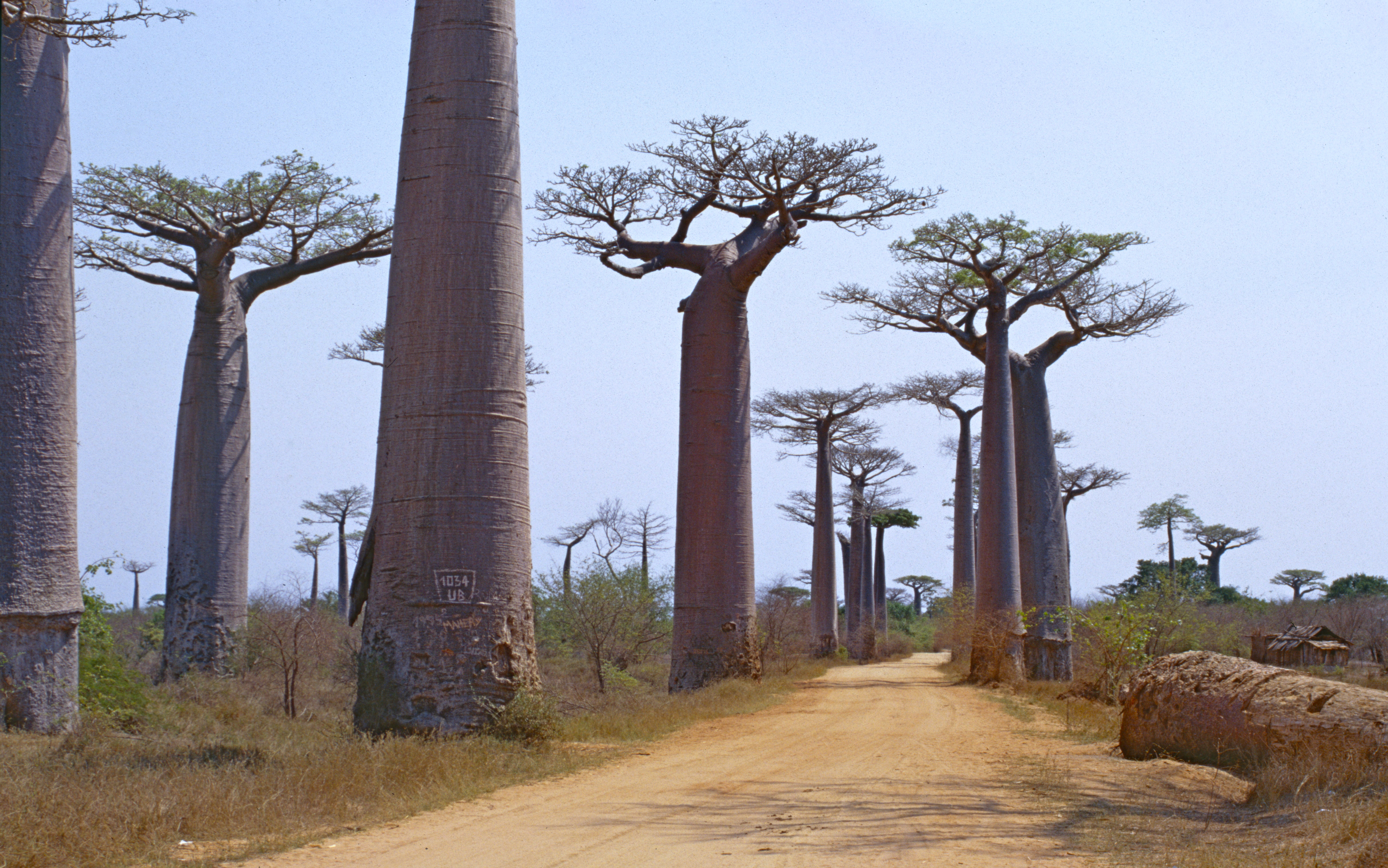 Grandidier S Baobab Encyclopedia Of Life