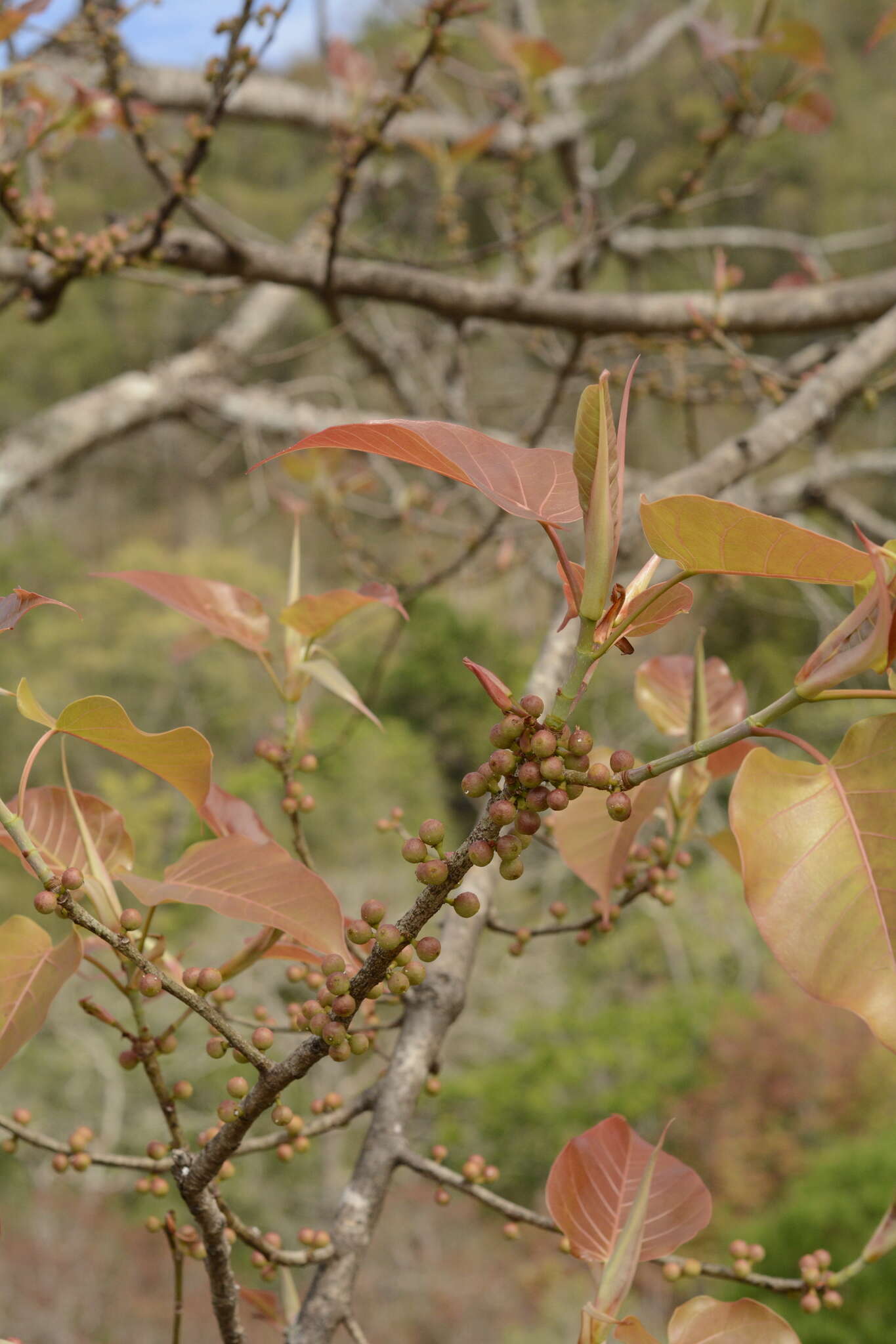 Image of Ficus arnottiana (Miq.) Miq.