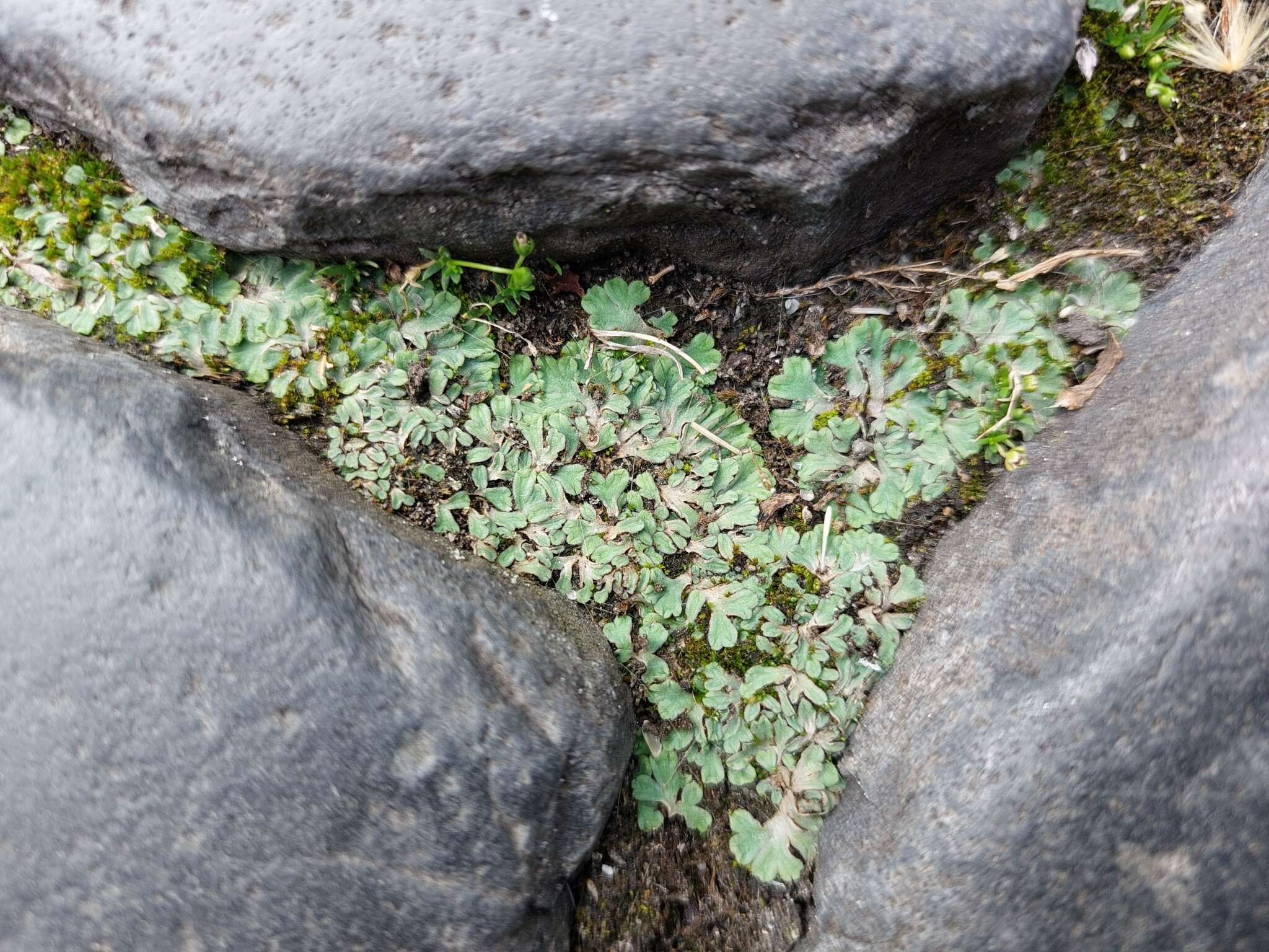 Image of Riccia bifurca Hoffm.