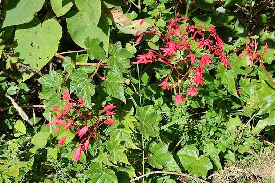 Image of Begonia monadelpha (Klotzsch) Ruiz & Pav. ex A. DC.