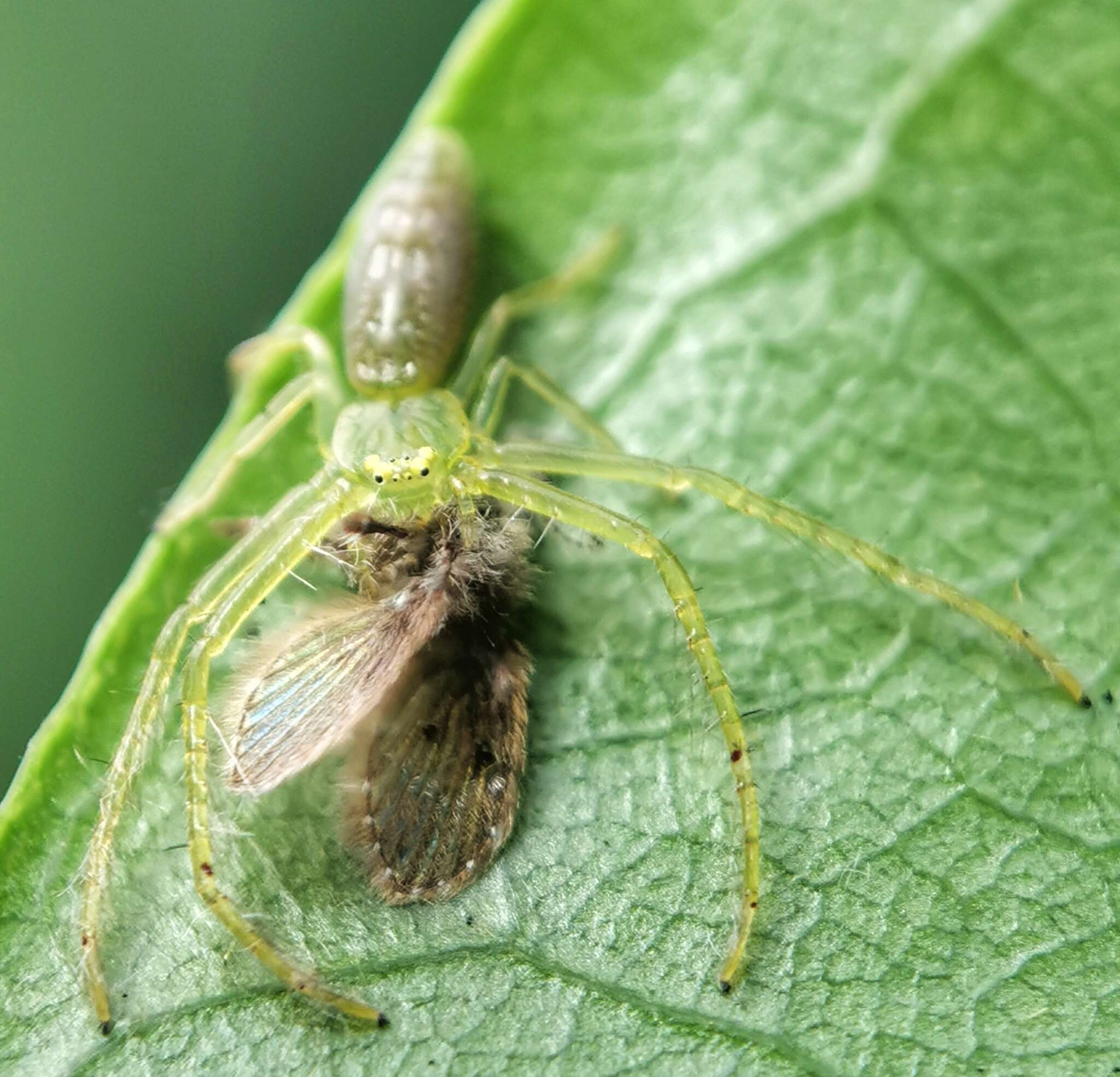 Image of Oxytate virens (Thorell 1891)