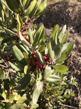 Imagem de Endotropis crocea subsp. pirifolia (Greene) Hauenschild