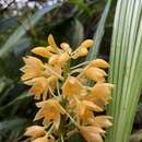 Image of Calanthe speciosa (Blume) Lindl.