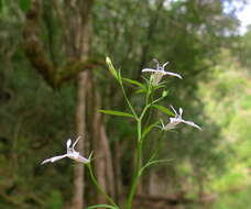 Imagem de Lobelia pubescens var. pubescens