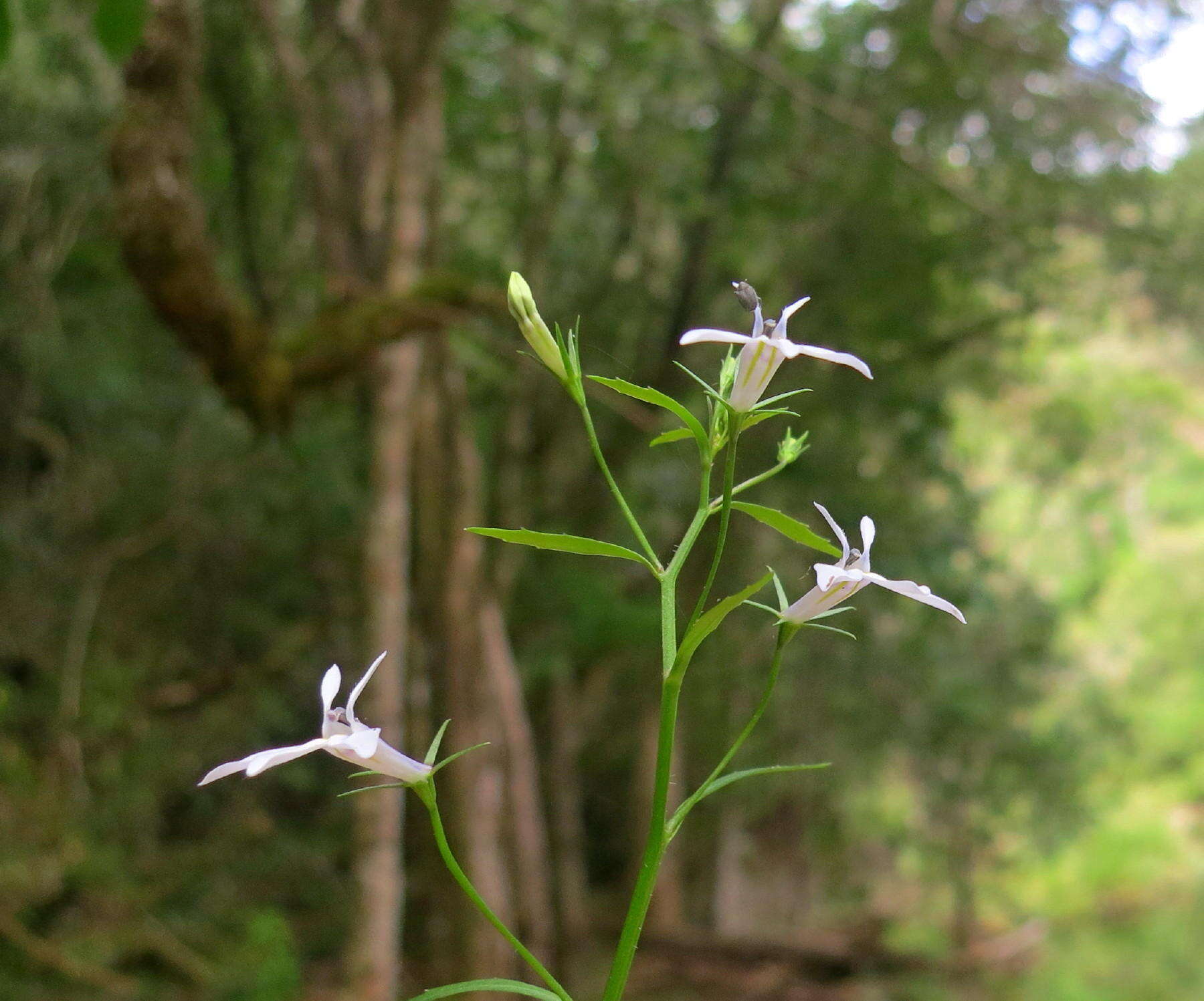 Lobelia pubescens var. pubescens resmi