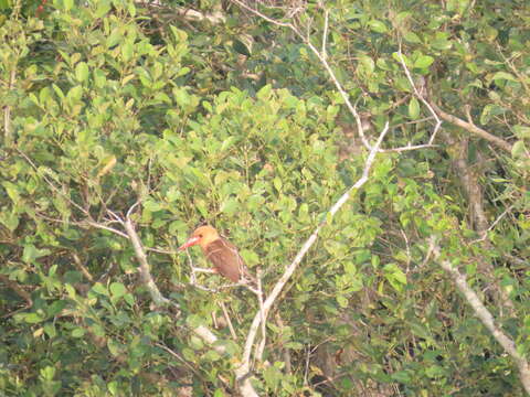 Image of Brown-winged kingfisher