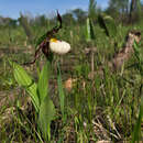 Imagem de Cypripedium andrewsii A. M. Fuller