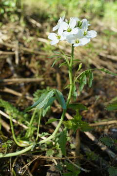 Image of Cardamine dentata Schult.