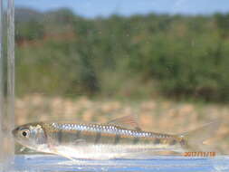 Image of Southern Barred Minnow