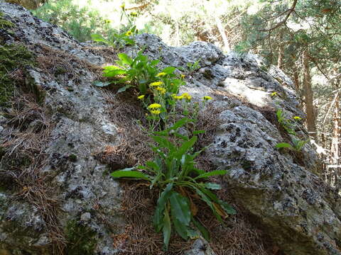 Imagem de Hieracium amplexicaule L.