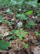 Image of dwarf ginseng