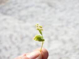 Image of Reseda stricta Pers.