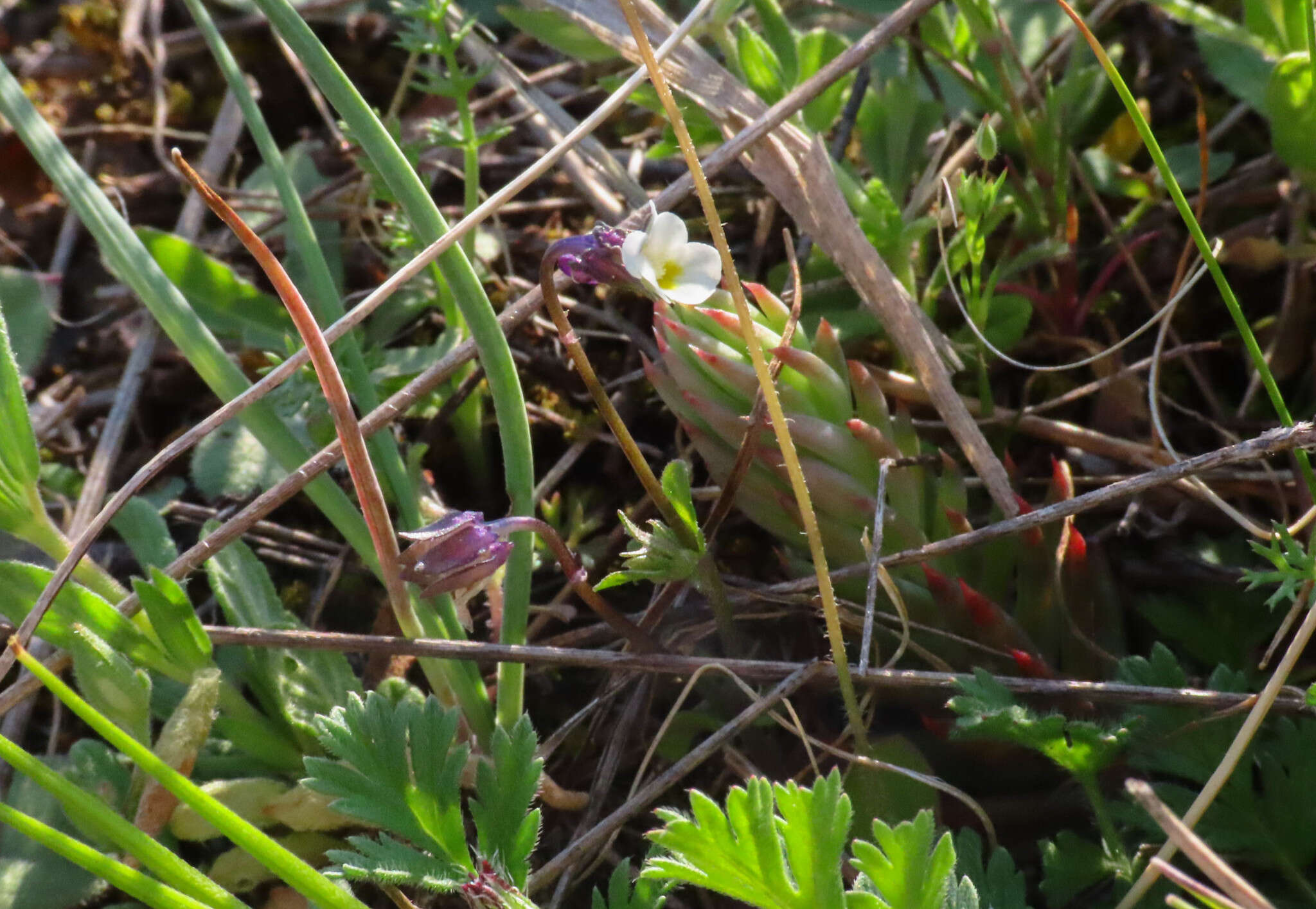 Image of Dwarf Pansy