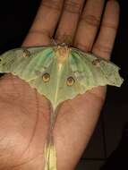 Image of African Luna moth