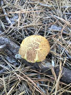 Image of Aureoboletus projectellus (Murrill) Halling 2015