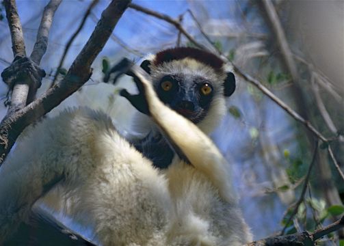 Image of Verreaux's Sifaka