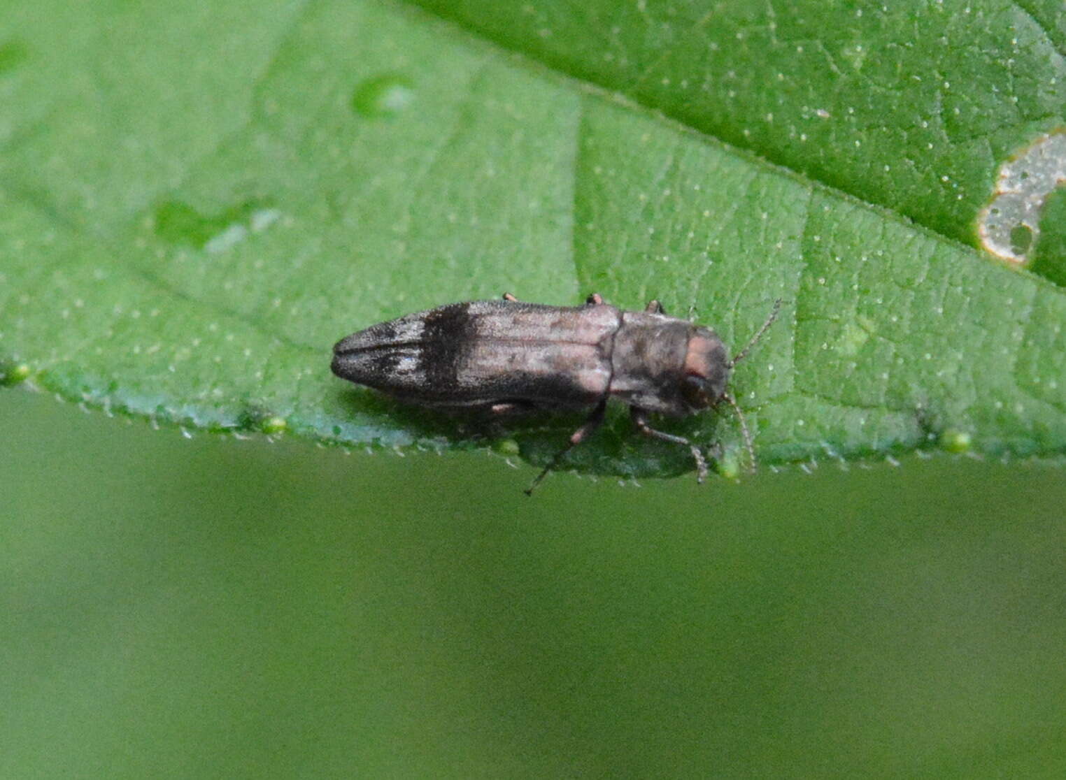 Image of Hackberry Agrilus