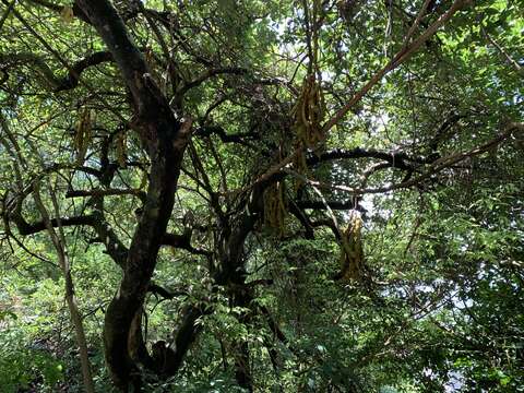 Слика од Mucuna birdwoodiana Tutcher