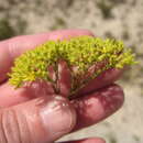Image of yellow nailwort