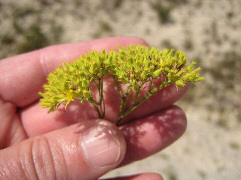 Image of yellow nailwort