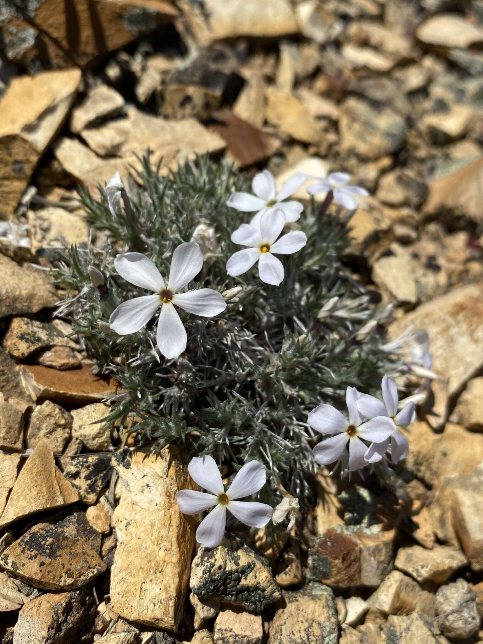 Imagem de Phlox hoodii subsp. canescens (Torr. & Gray) Wherry