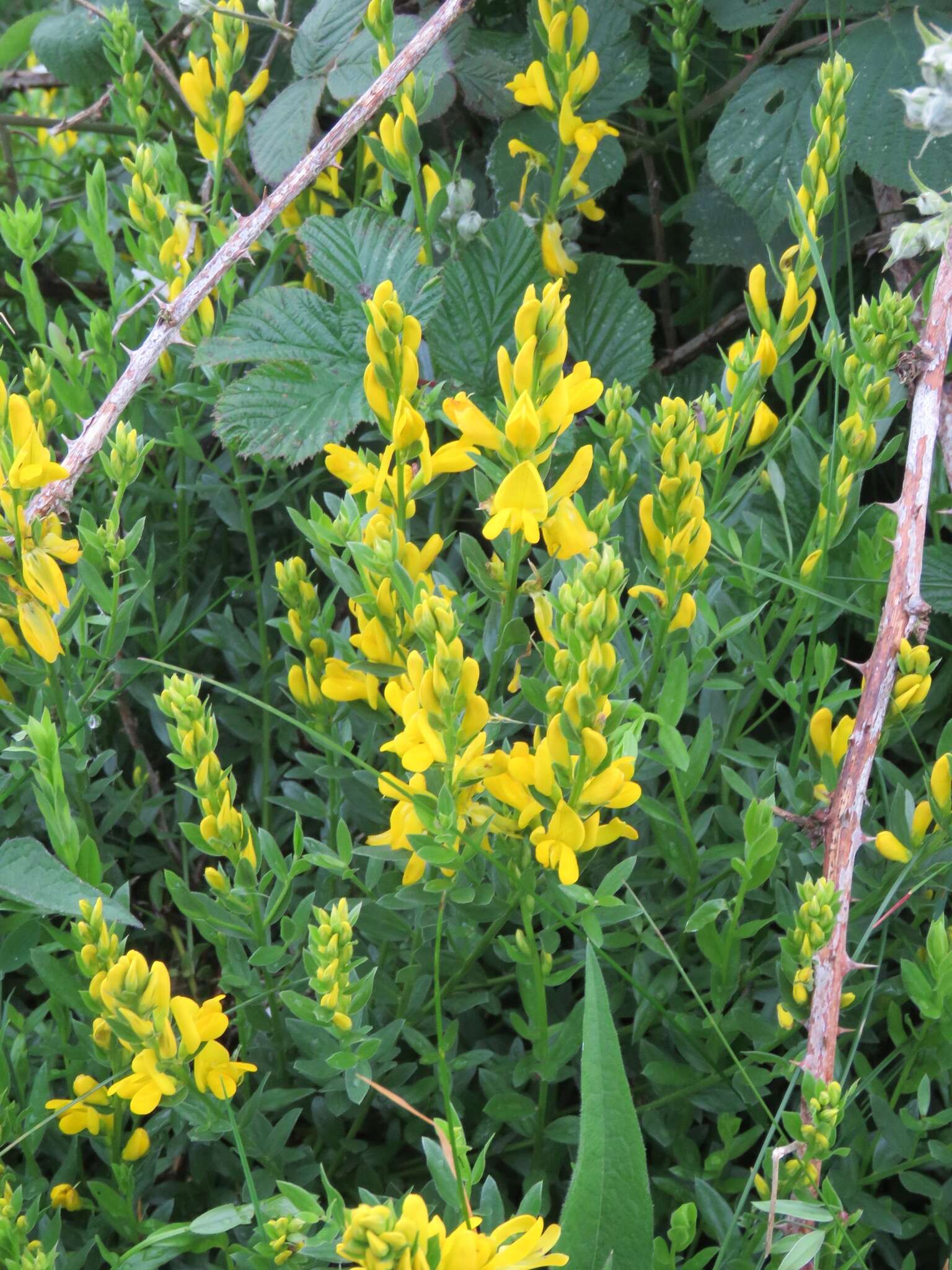 Imagem de Genista tinctoria L.