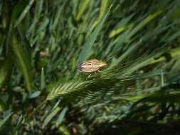 Image of Wheat stink bug