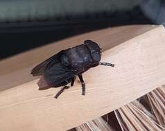 Cuterebra tenebrosa Coquillett 1898的圖片