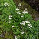 Слика од Primula sikkimensis var. hopeana (I. B. Balf. & Cooper) W. W. Sm. & H. R. Fletcher