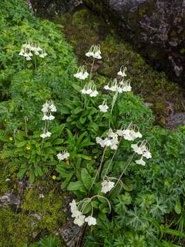 Imagem de Primula sikkimensis var. hopeana (I. B. Balf. & Cooper) W. W. Sm. & H. R. Fletcher