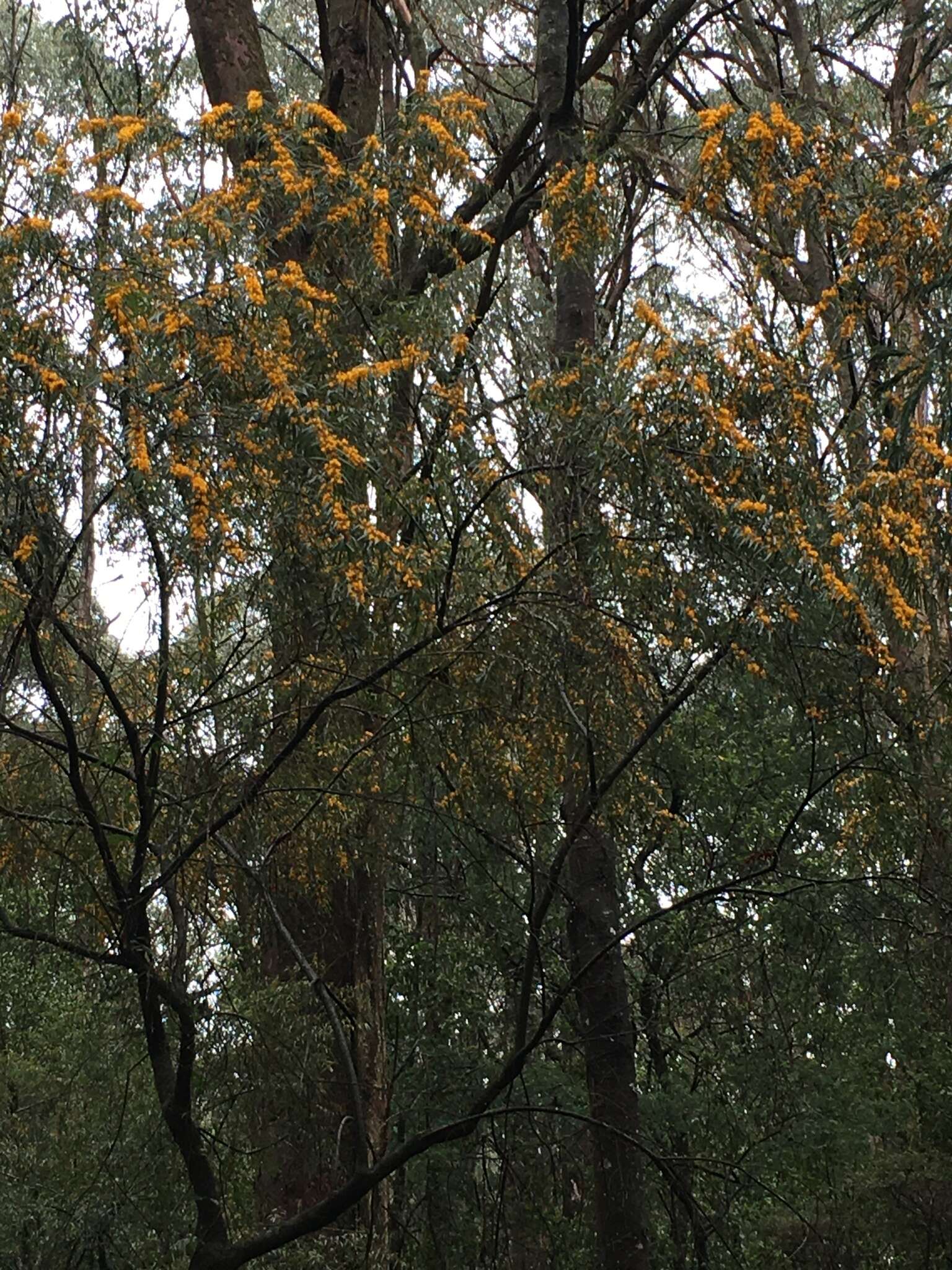 Image of Oxylobium arborescens R. Br.