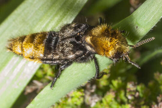 Image of Emus