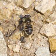 Image of Eristalis stipator Osten Sacken 1877